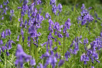 Bluebells